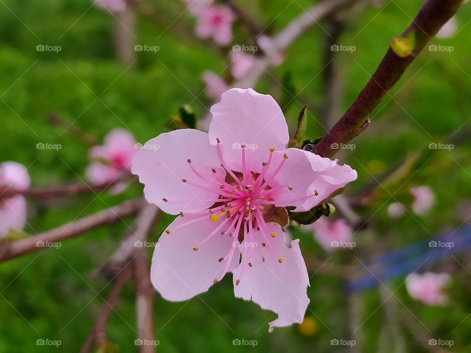 Цвіт персика, весна тепло