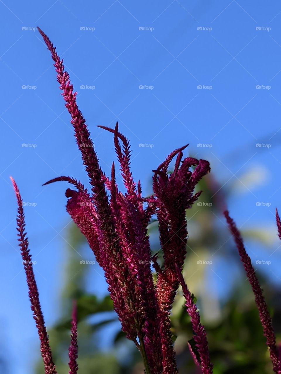 Velvet curtain amaranth flower Amaranthus cruentus