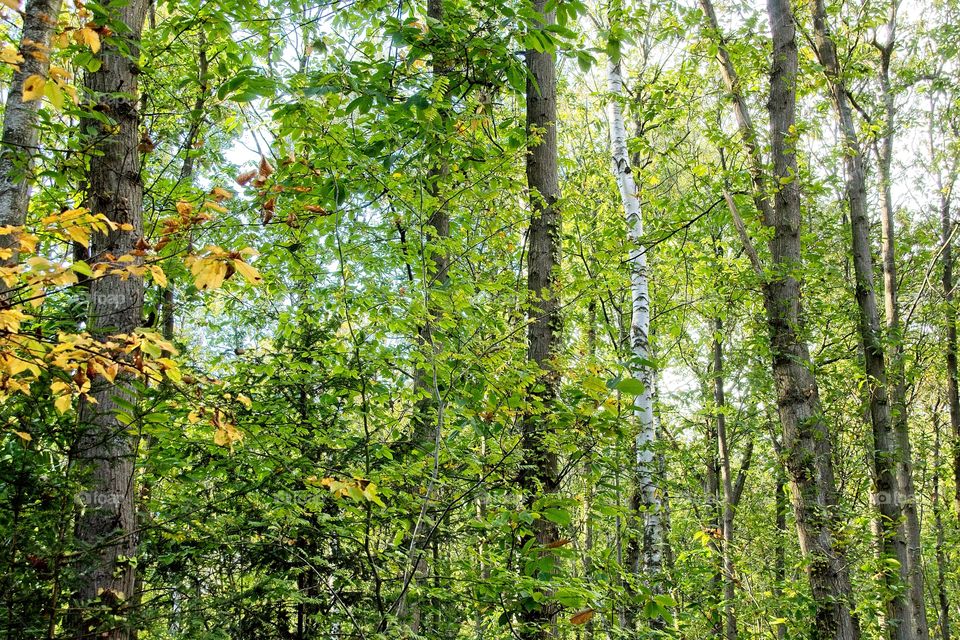 sun rays in the forest