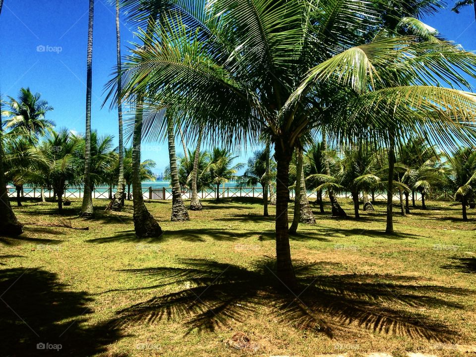 coconut tree on the island of Itaparica, Bahia, Brazil