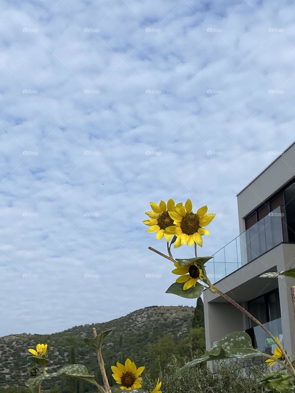 Yellow sunflowers by modern building and cloudy sky.