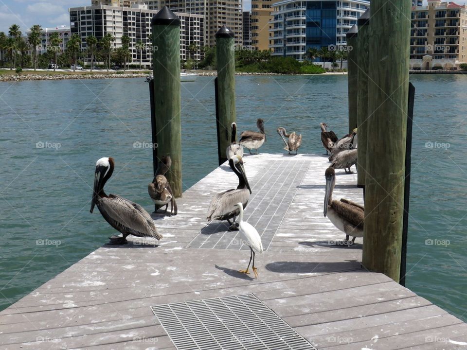 Pelicans on dock