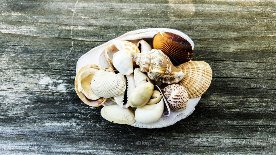 Small seashells in a large shell