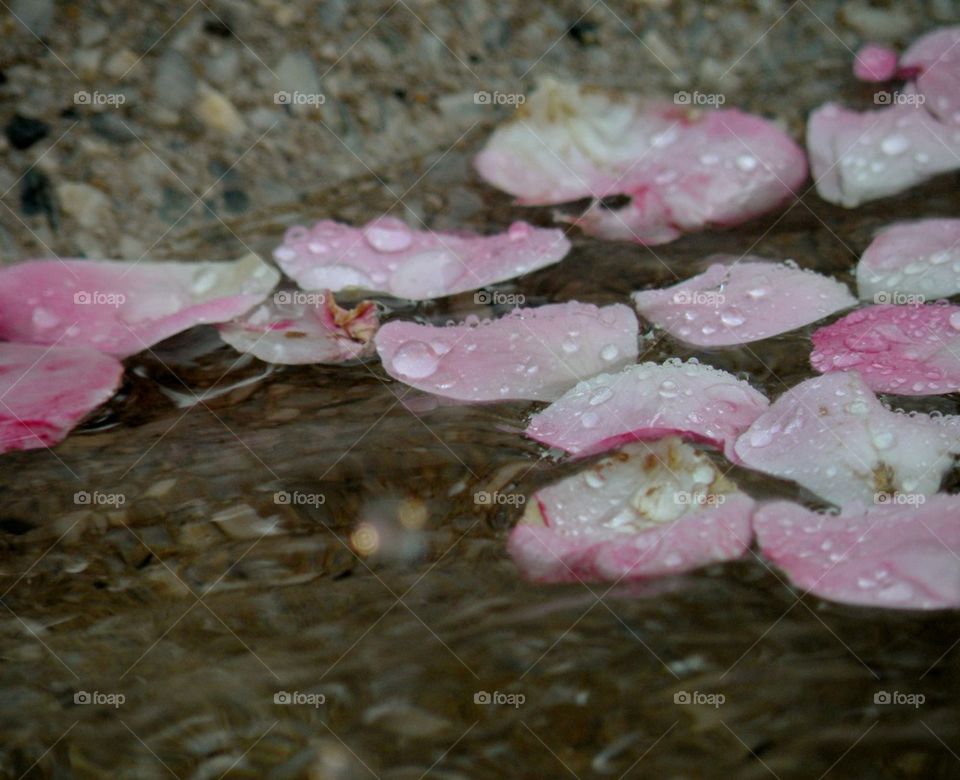 Rose Petals in Water
