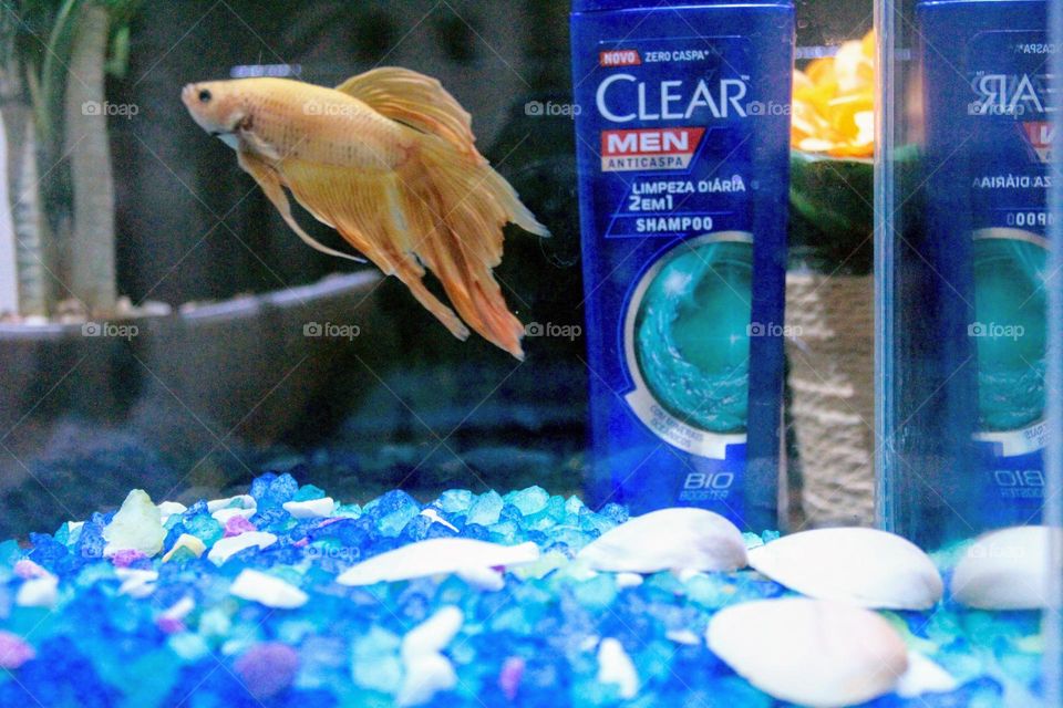 Clear Shampoo 