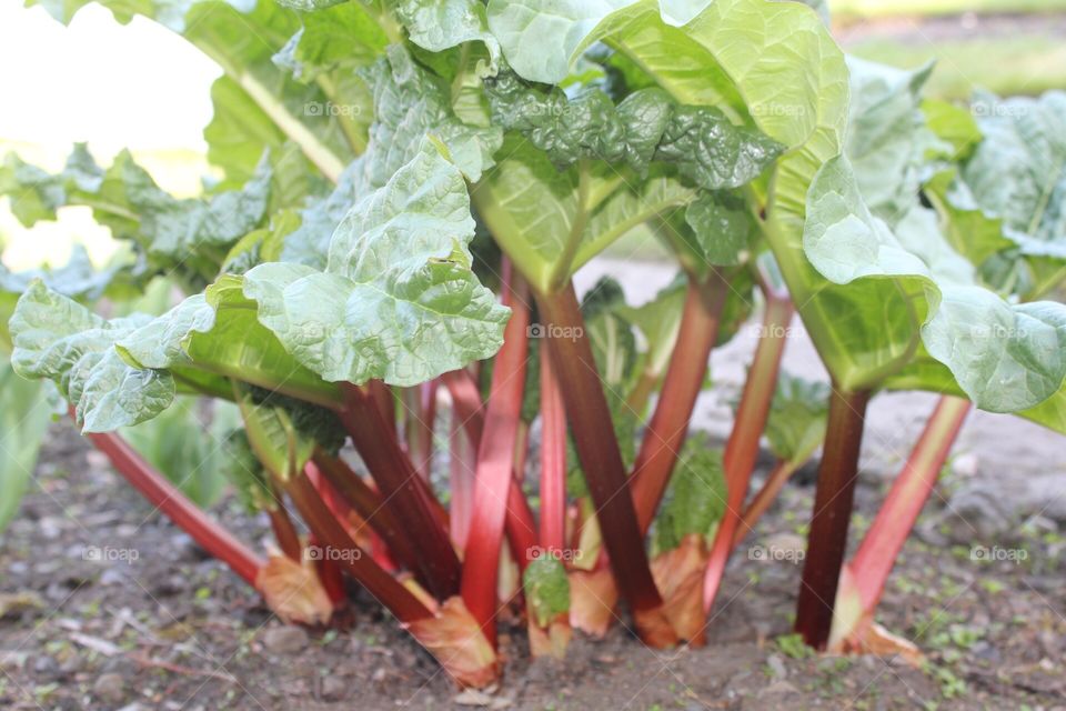The first rhubarb of the year just emerging from the soil now it’s warming up after the long winter.