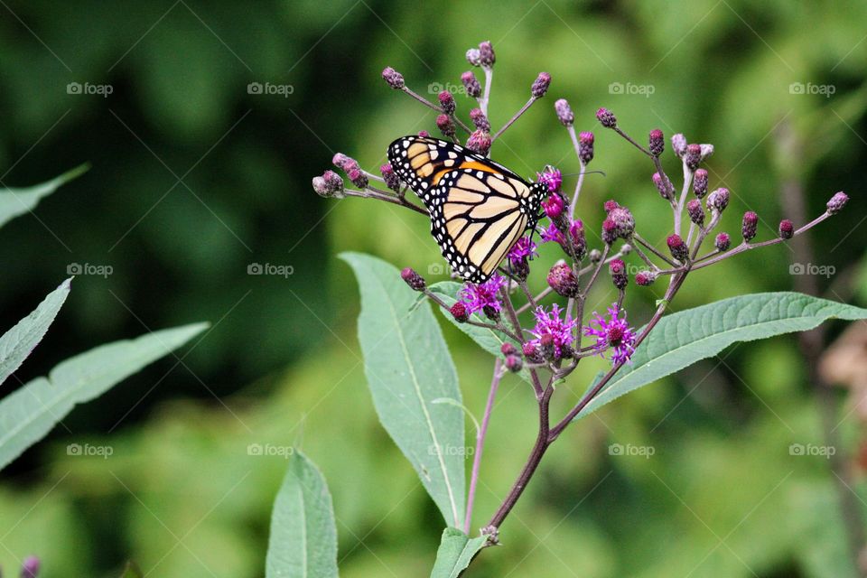 Fresh wild purple flower with monarch butterfly