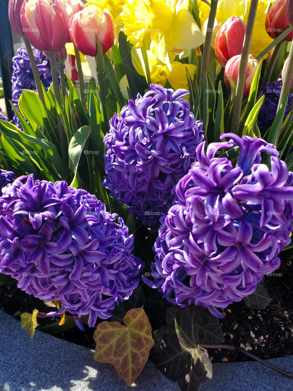 Spring Has Sprung. Spring planter of hyacinth and tulips.