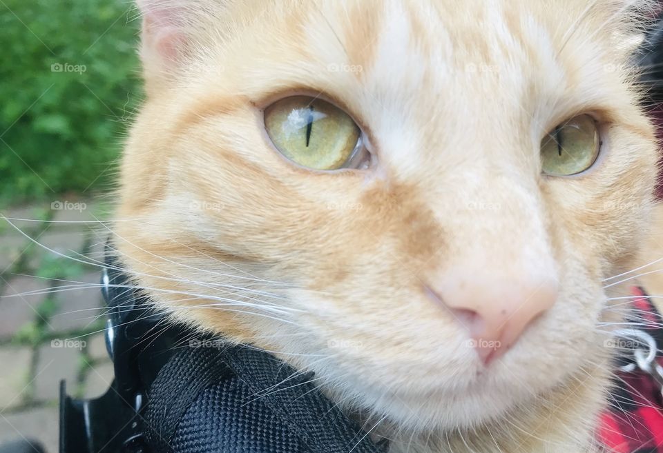 Darling orange tabby cat thoroughly enjoying a beautiful afternoon in his stroller!! 