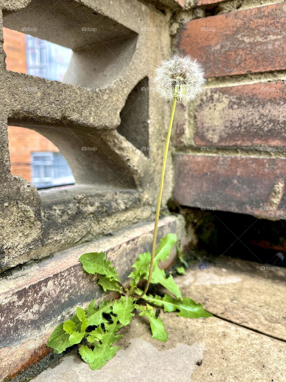 dandelions growing into the floor on the earth day