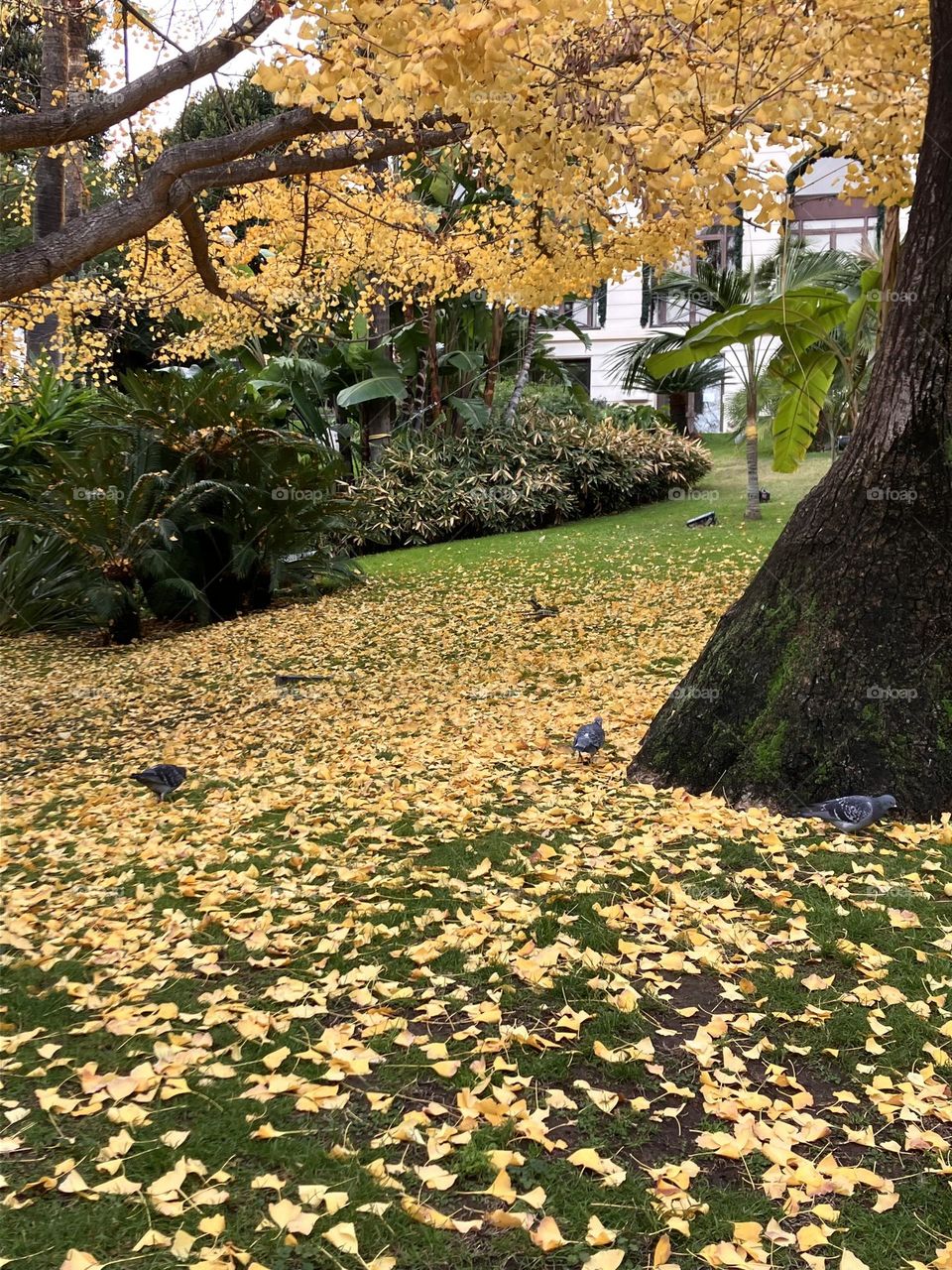 Yellow carpet of gingko biloba leaves