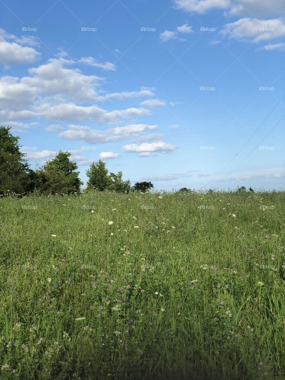 Hayfield Blue Summer sky with flowers and trees white fluffy clouds 