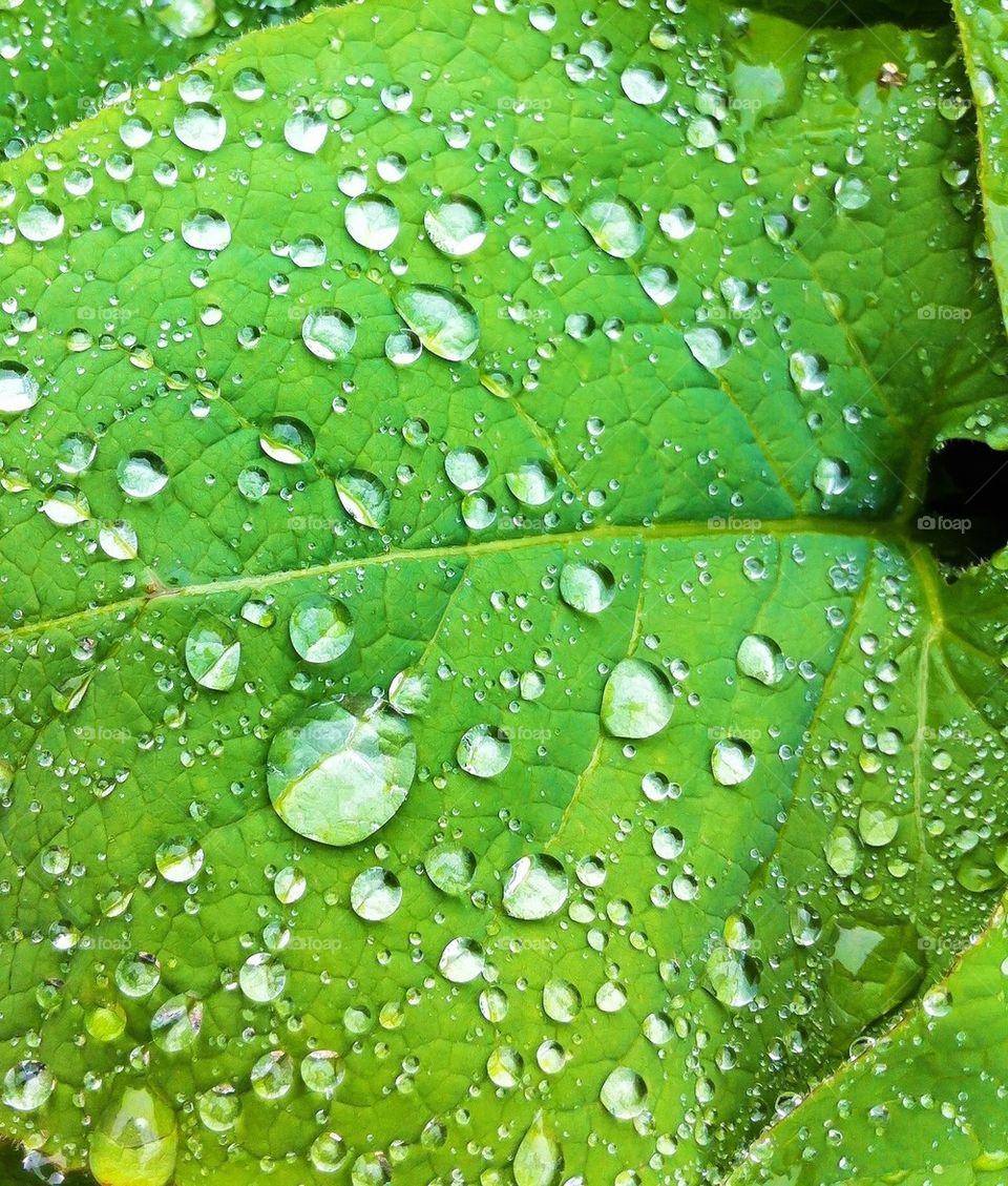 Leaf with drops
