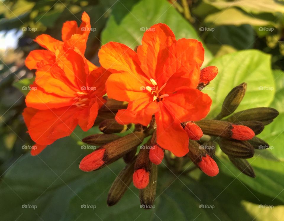 Orange flowers