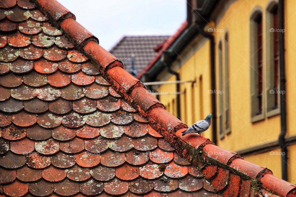 A pigeon sits on a moss-covered roof between houses in the city