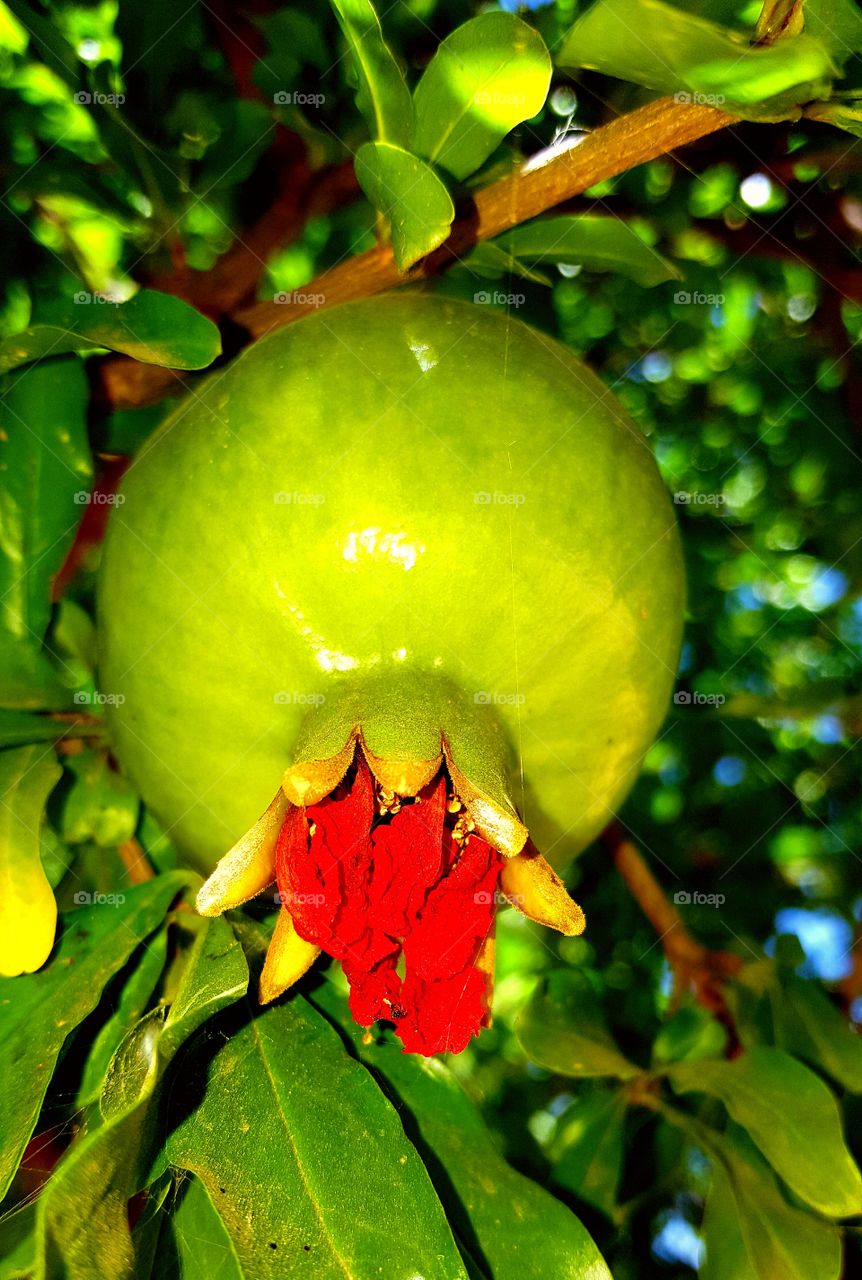 pomegranate