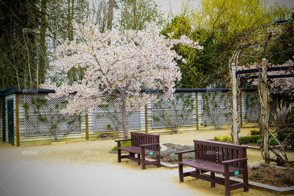 Tree, Garden, Bench, No Person, Wood