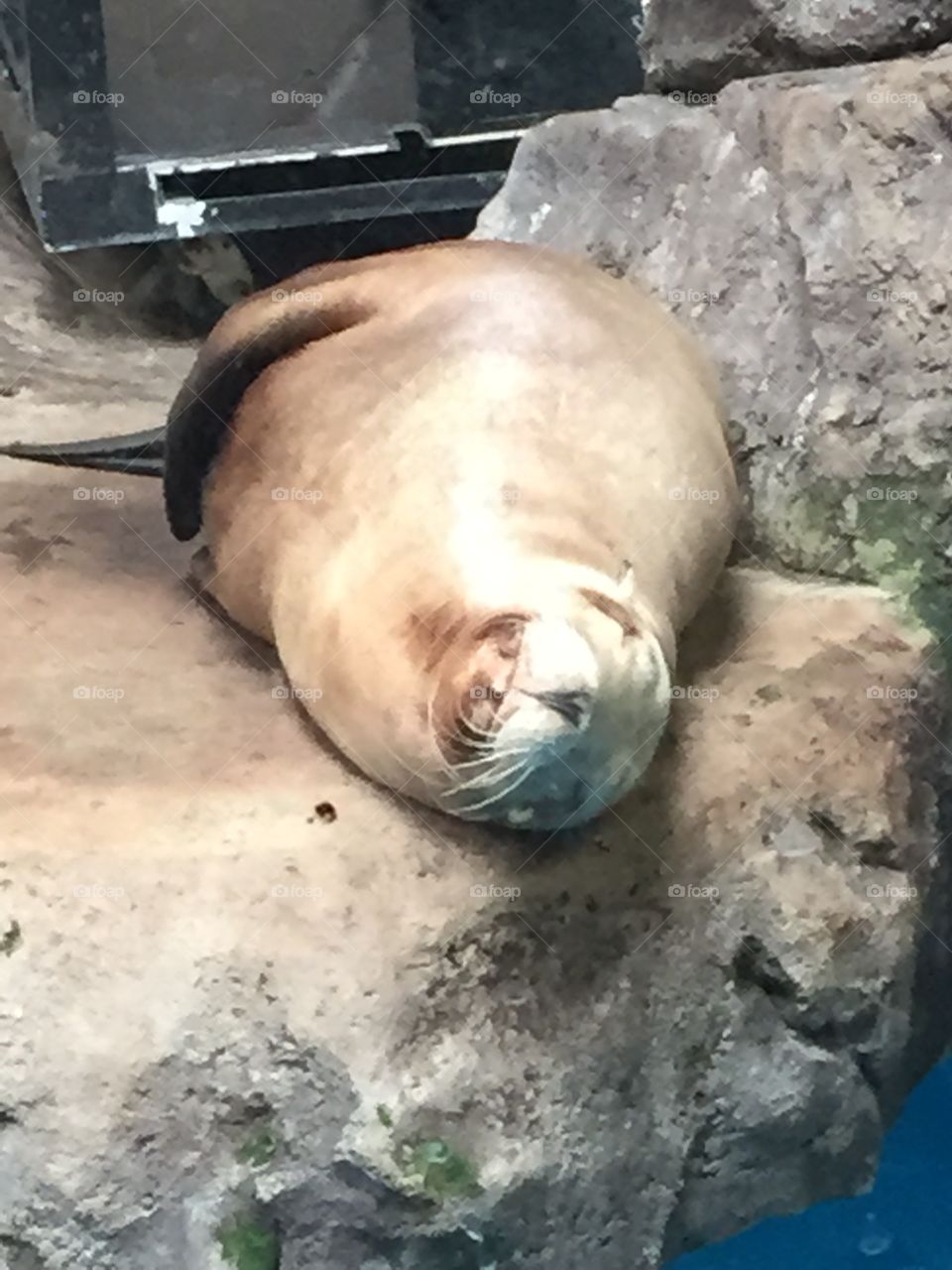 Seal at Como Park Zoo