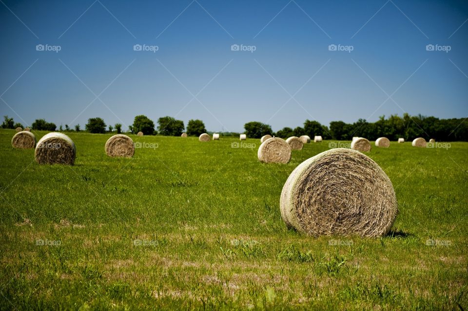 Hay bales in a field