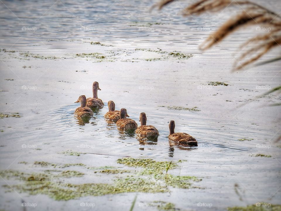 Ducks Varennes Québec