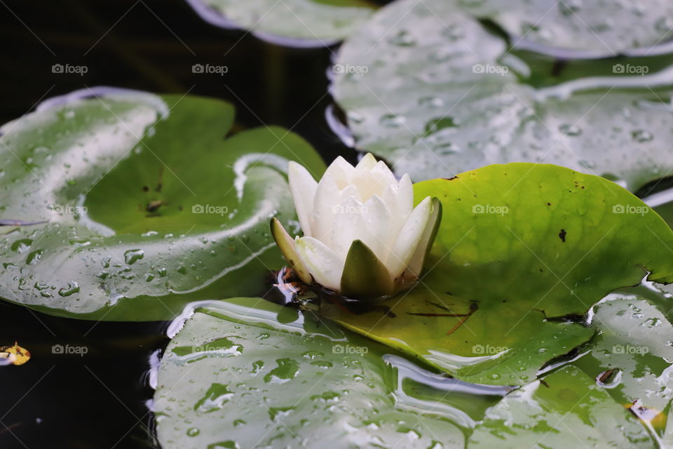 Lotus in a pond 