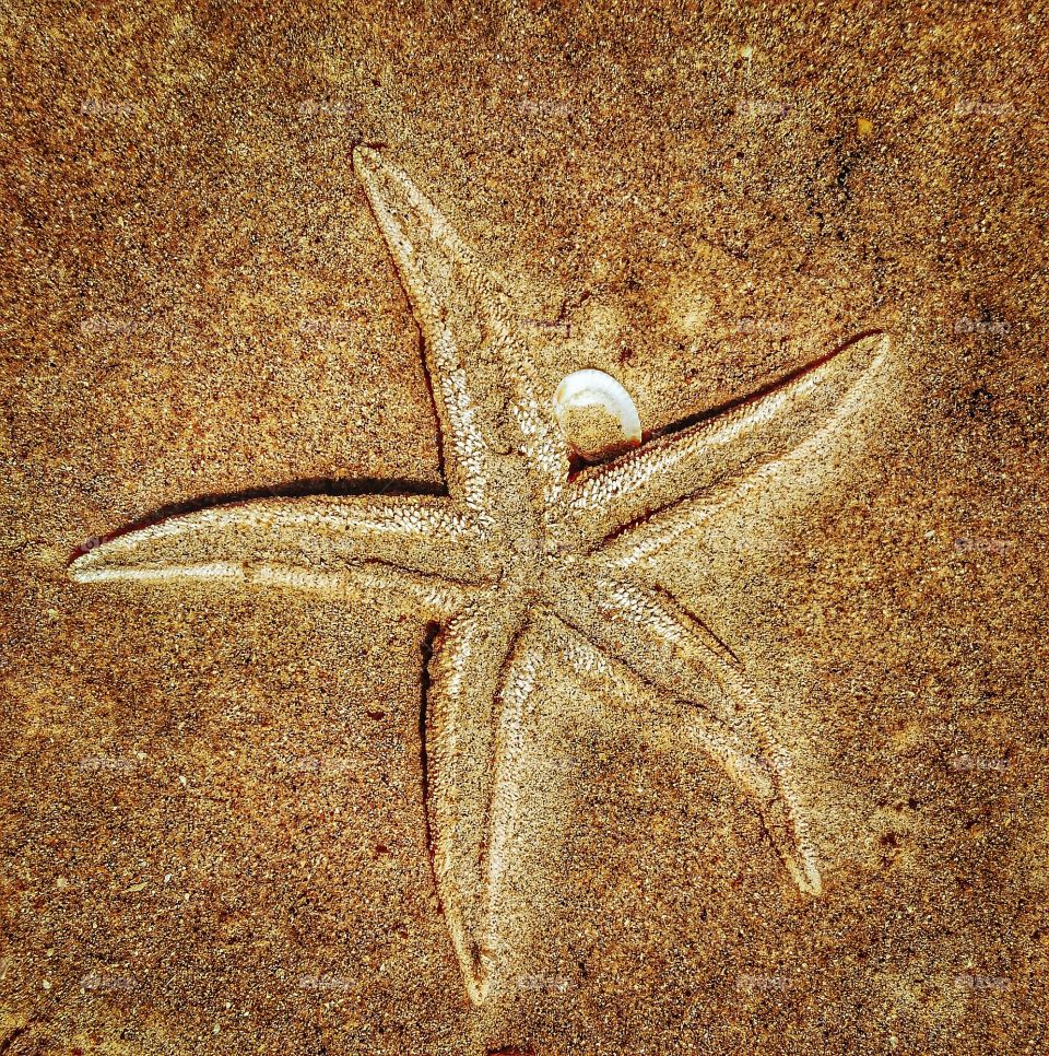 Star Fish