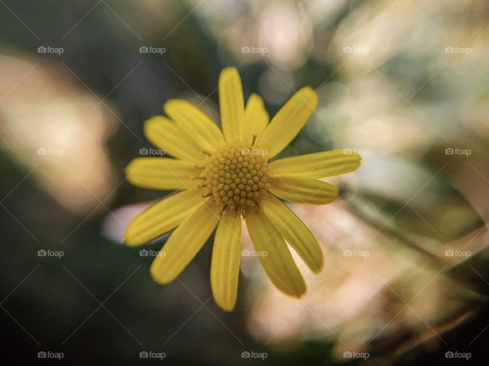 Yellow flower 