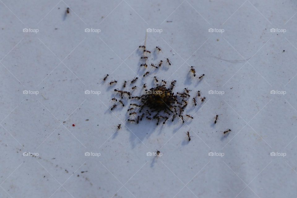 urban wildlife:ants