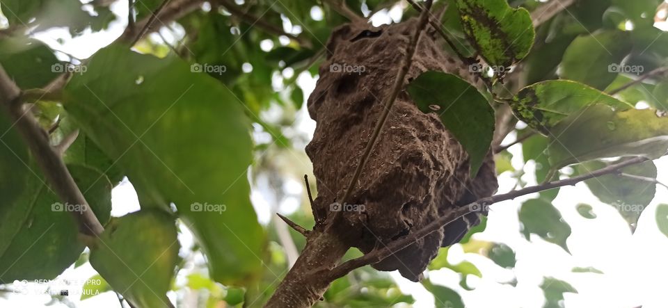 🐜 Ants Tree House