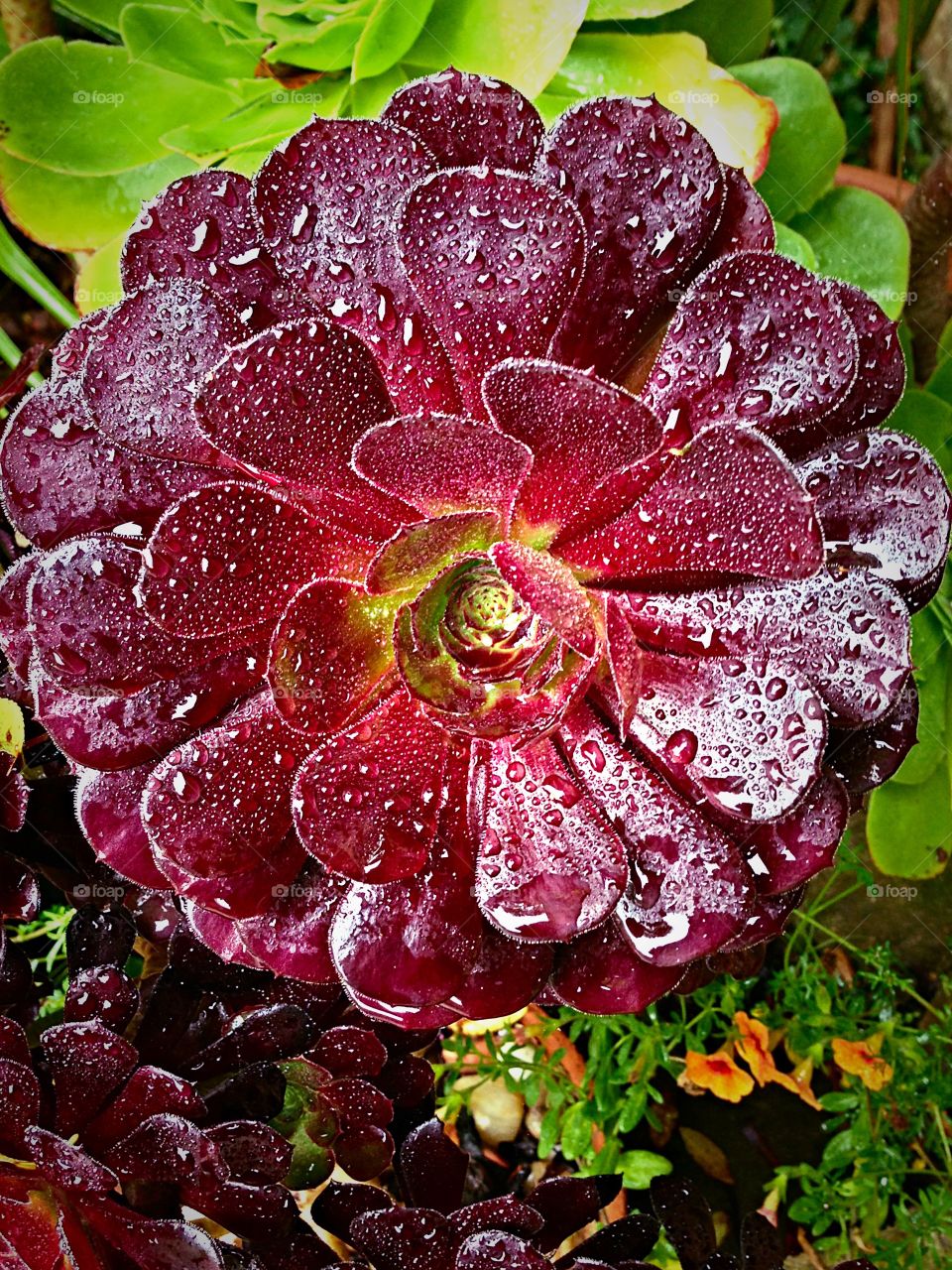 Chocolate colored waxy petals Succulent