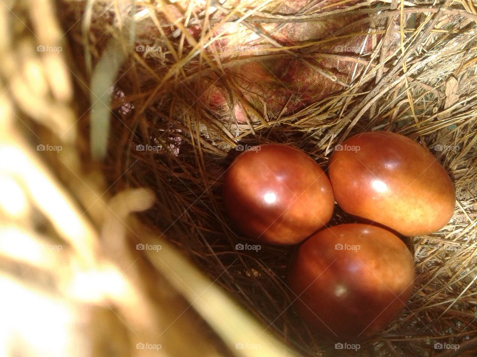 BBB.natural rare egg's..@$#$