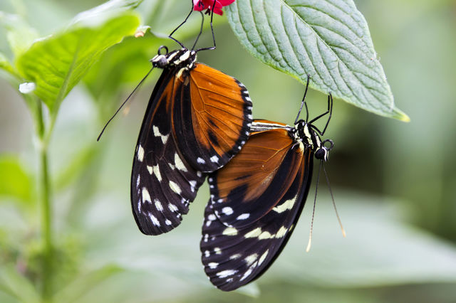 butterflies