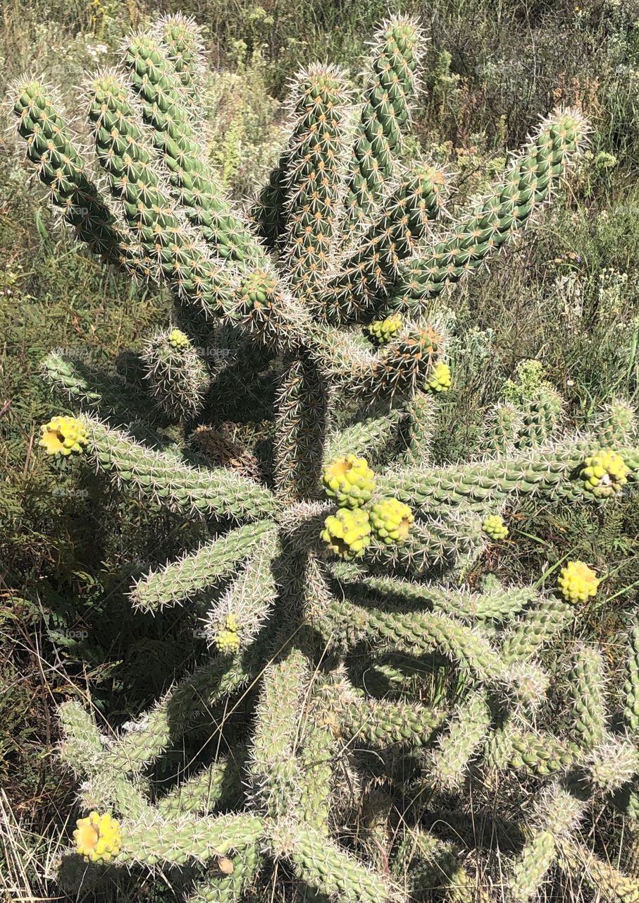 Cacti of Tucson Arizona 