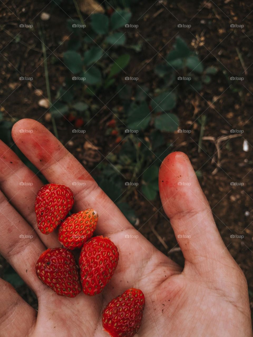 Strawberry picking 🍓