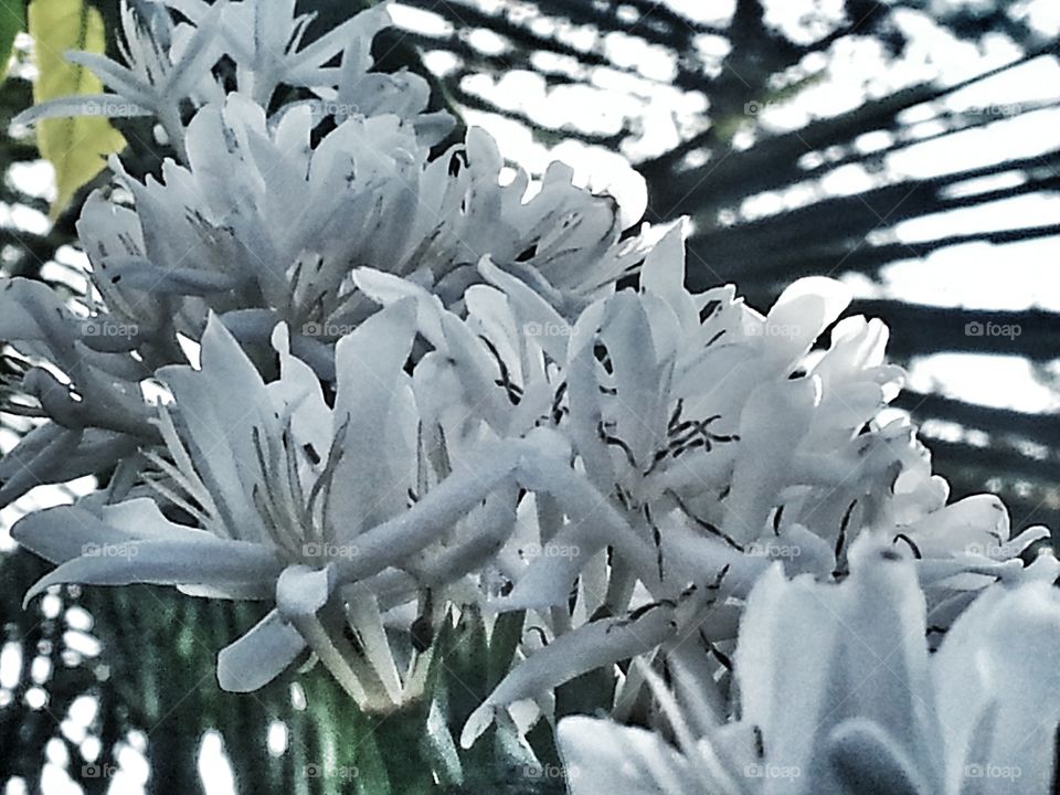coffee flower. flowers of coffee