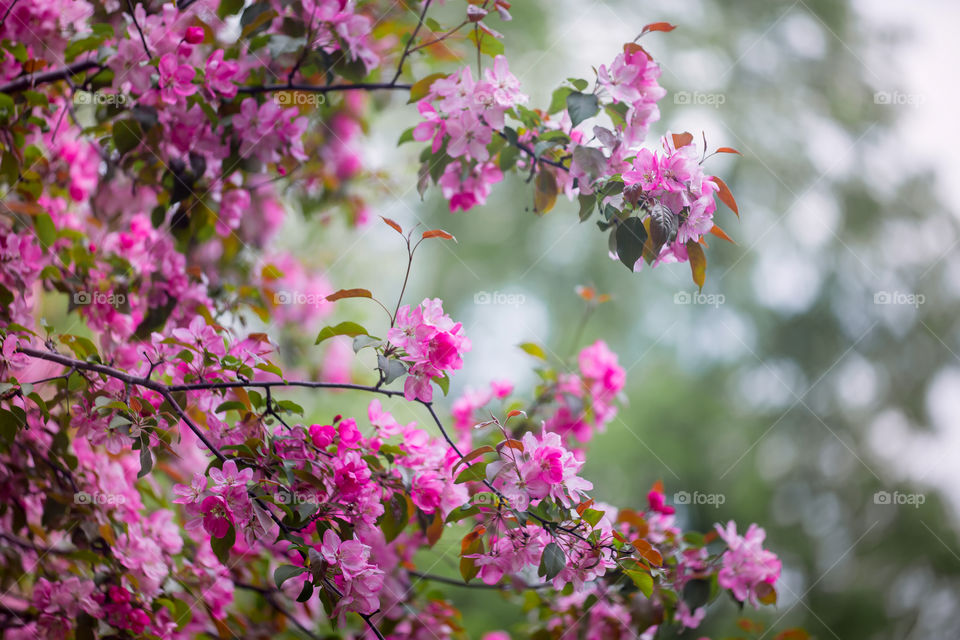 Crabapple blossom branch at sunny day