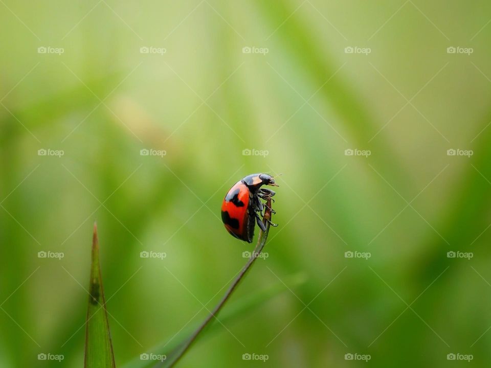 lady bug