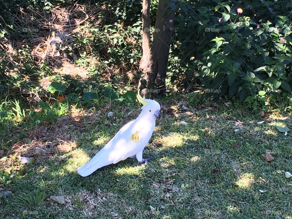White cockatoo walking 
