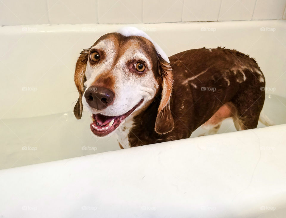 Beagle dog having a bath