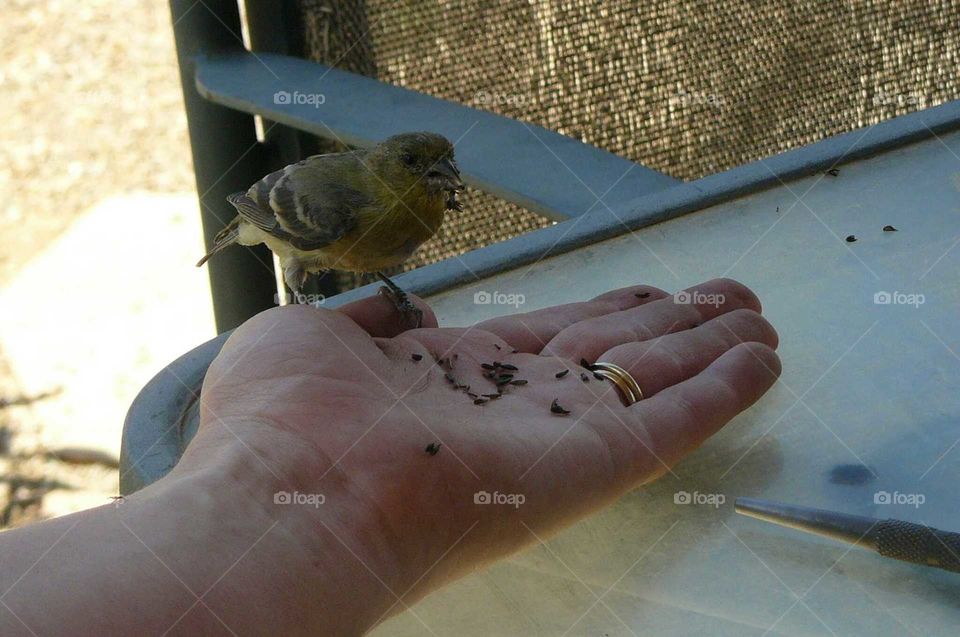 Bird in hand