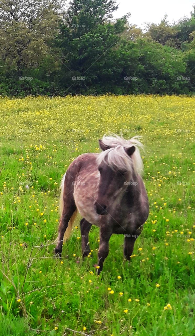 Ponette dans un champs de boutons d'or