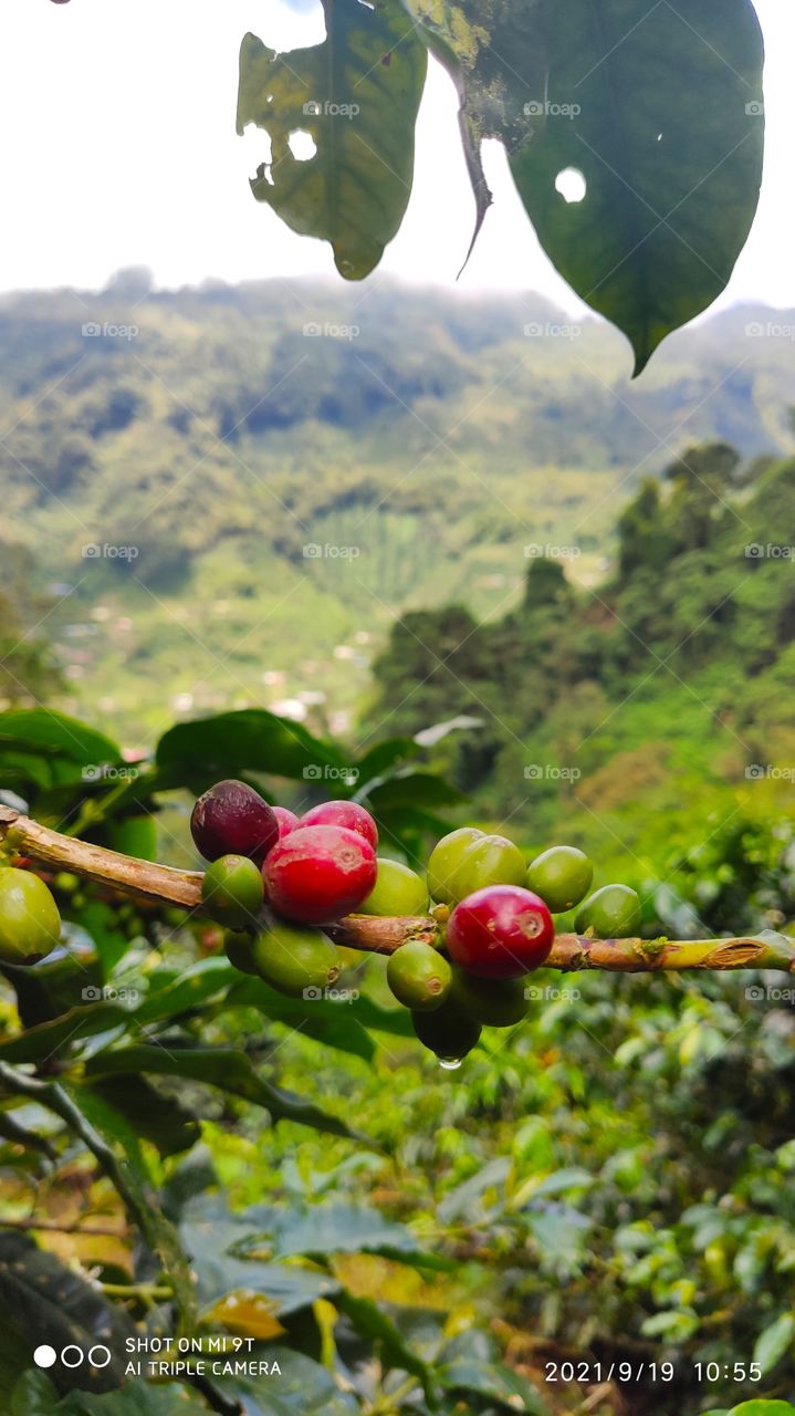 café, colombia