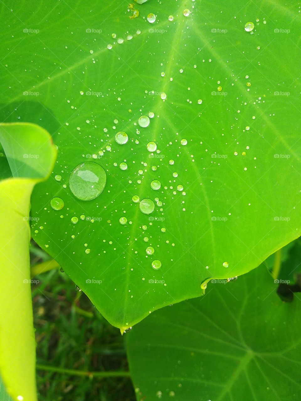beautiful rain drop on the leaf in nature.