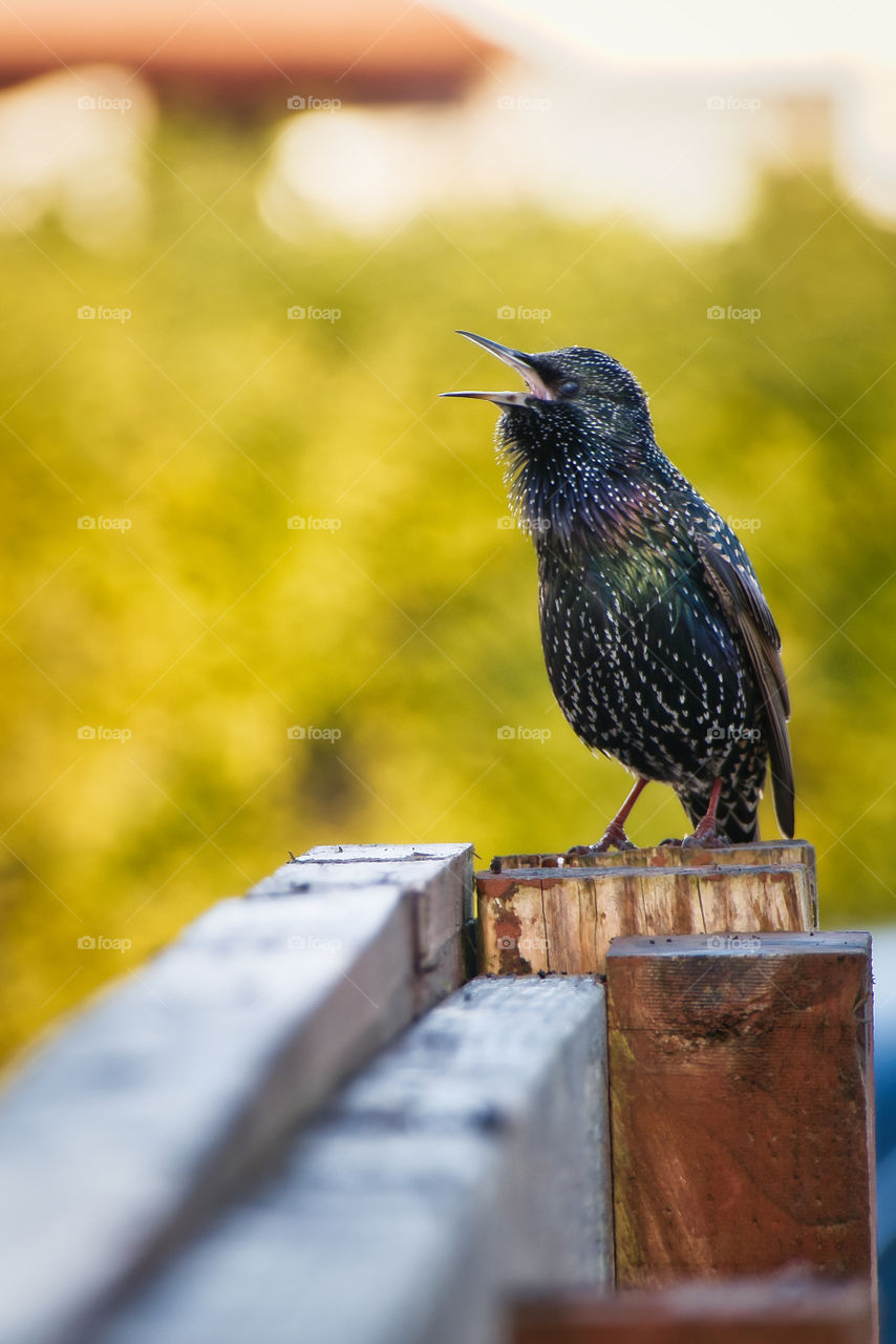 Black birds singing