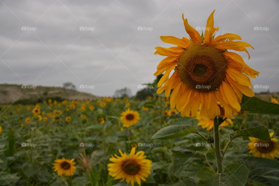 Sunflower