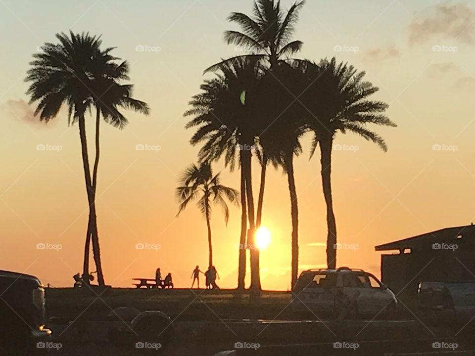 Sunset, orange sky, palm tree