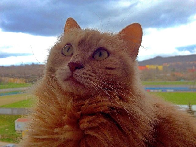 Kitty Cat