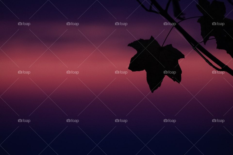 Beautiful shadow of maple on sunset twilight background 