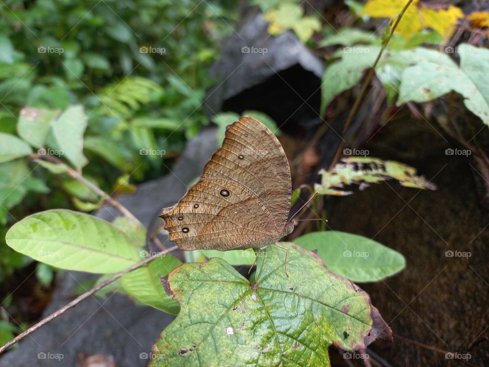 The dark brown night butterfly is a species of butterfly found flying at dusk