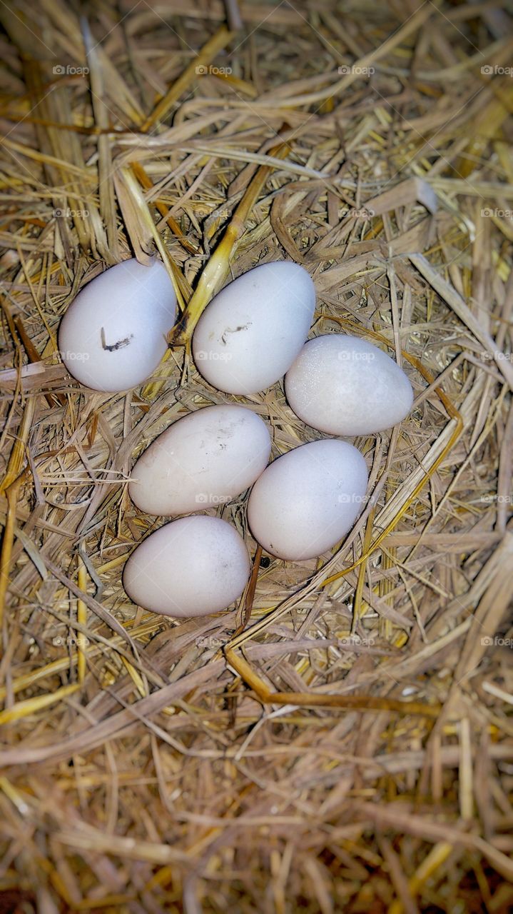 Eggs in a small farm's nest